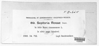 Septoria rosae image